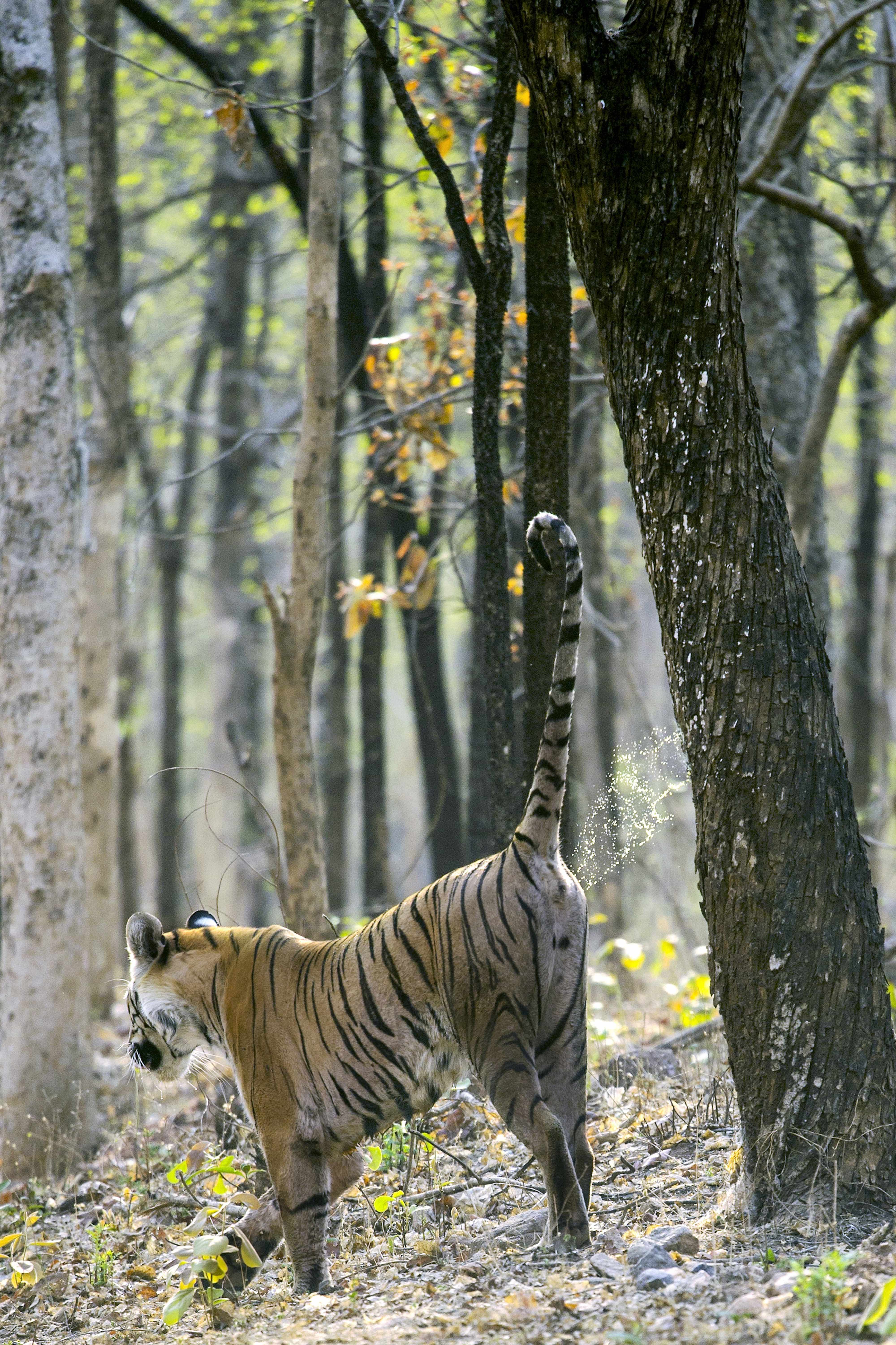 Spotted Baras Tigress | Khursapar Pench.