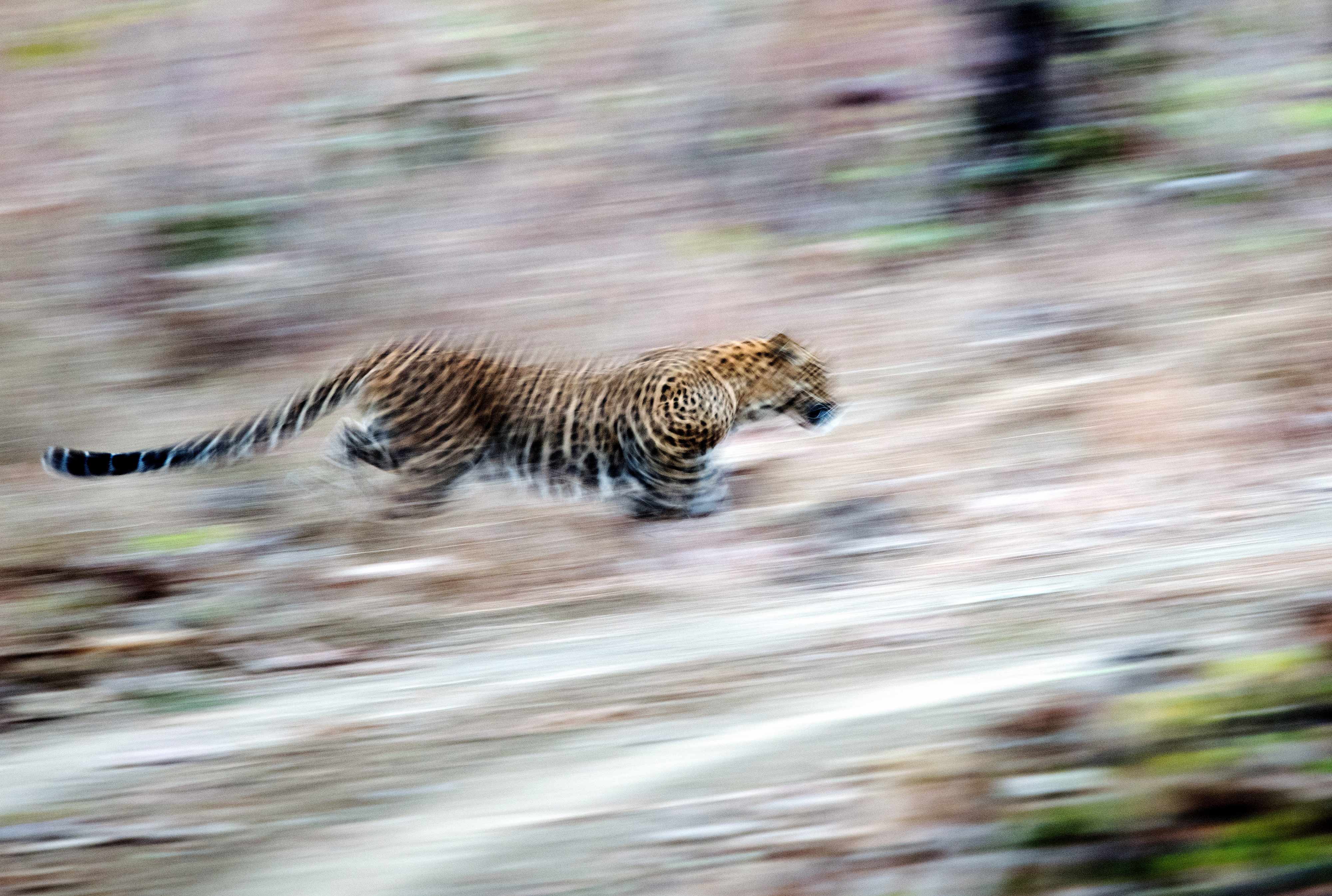 Fast and furious @ Bor Wildlife Sanctuary.