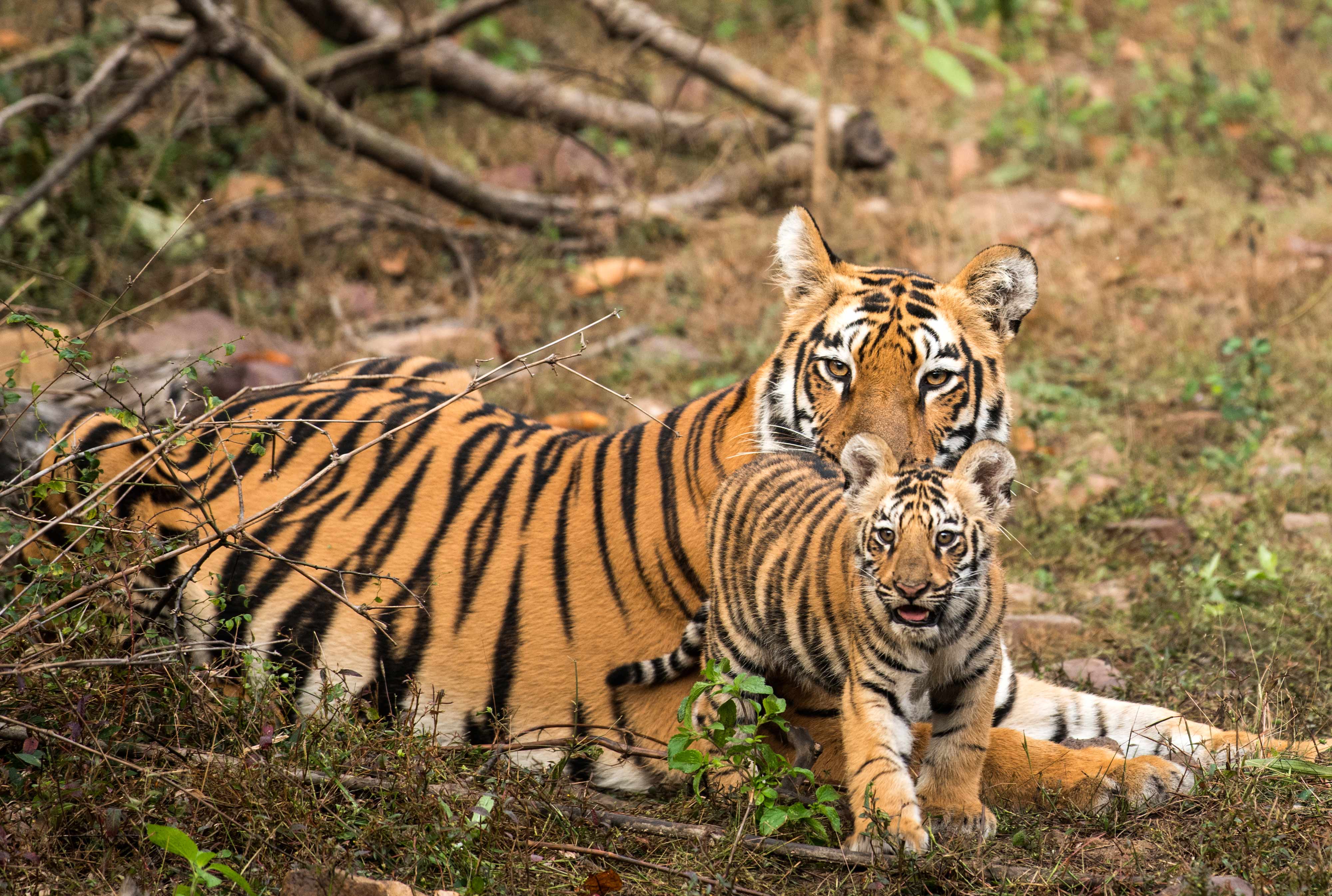 Junabai with Cubs | Madnapur, Tadoba.