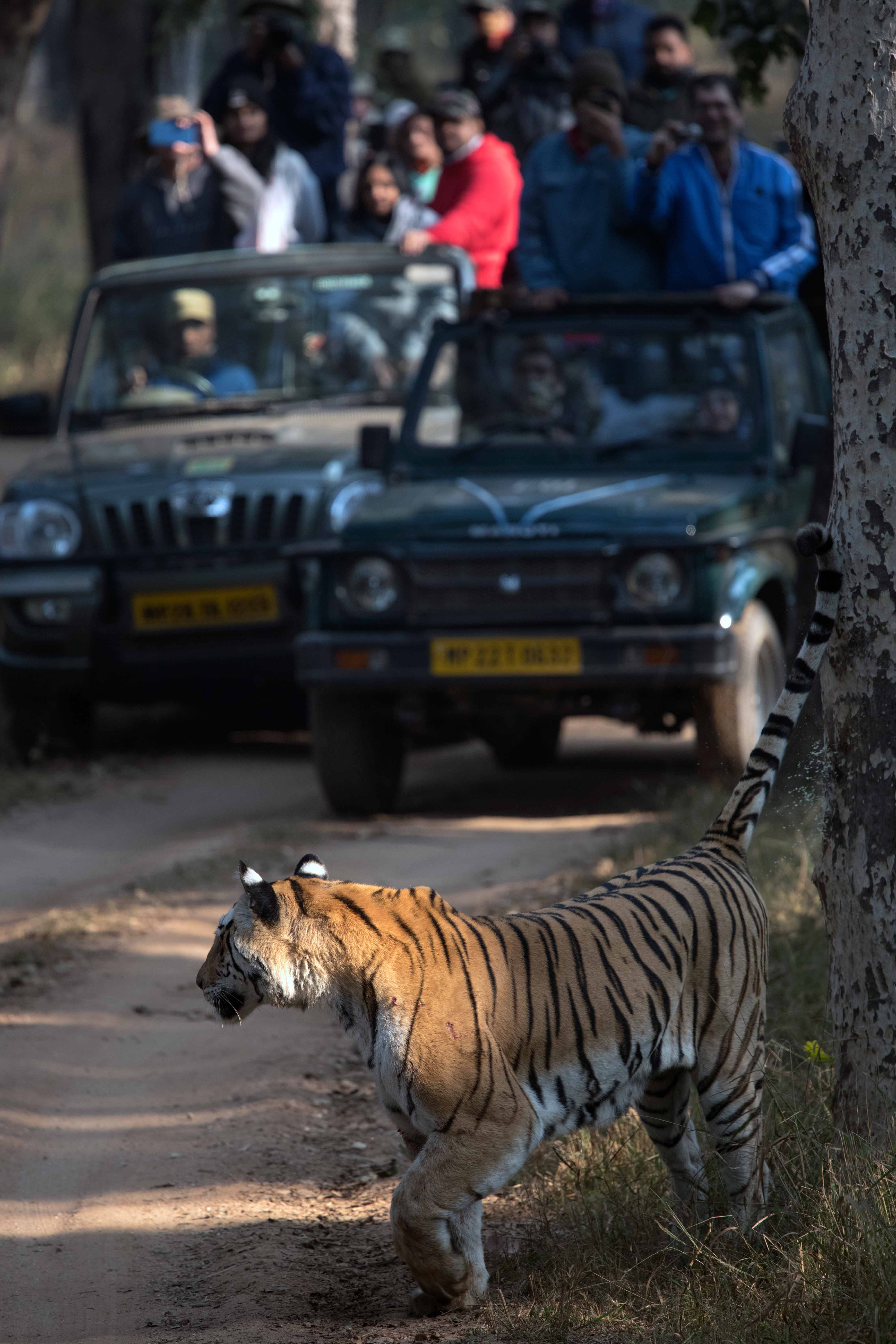 Collarwali ( Mataram ) | Pench Tiger Reserve.