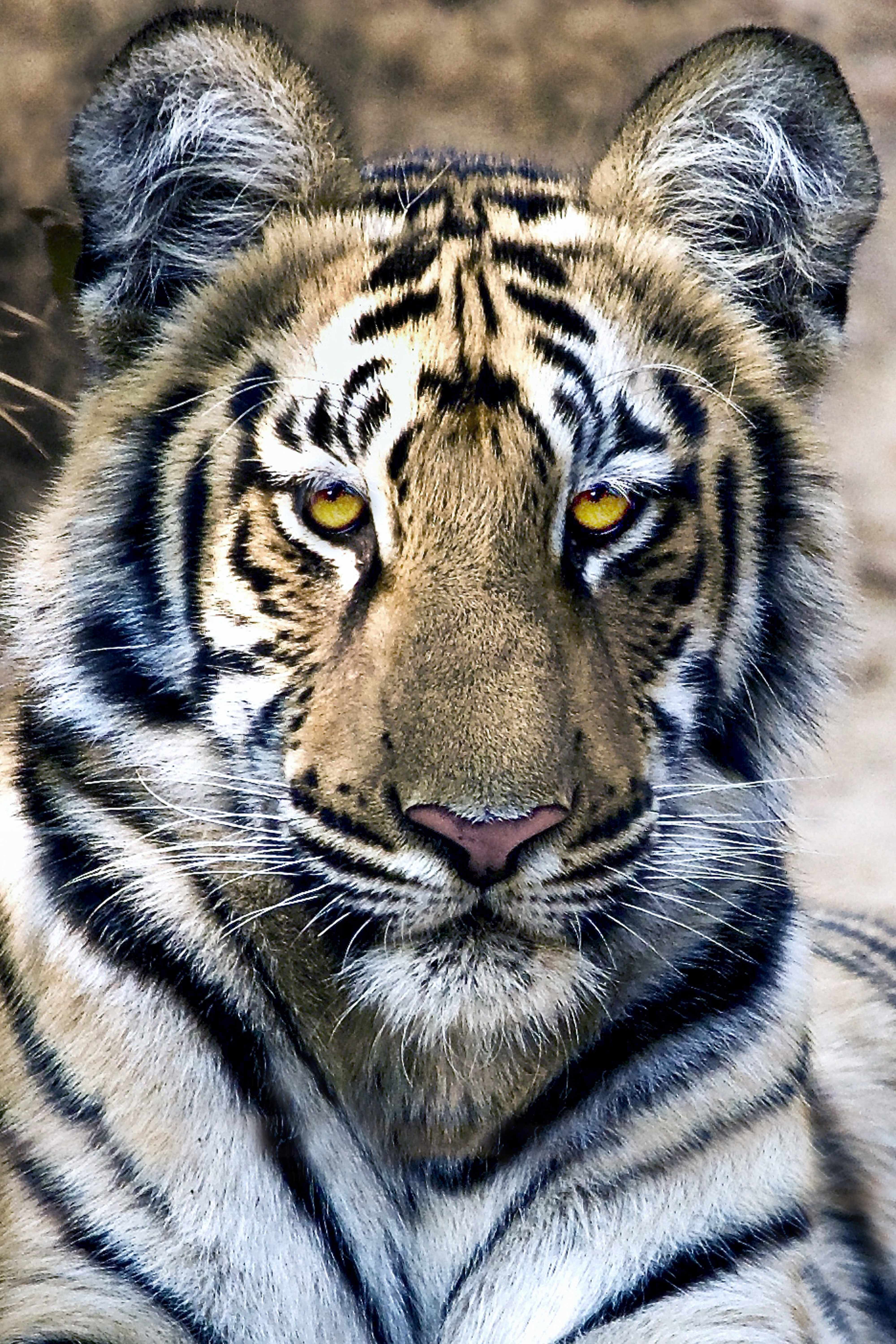 Portrait !