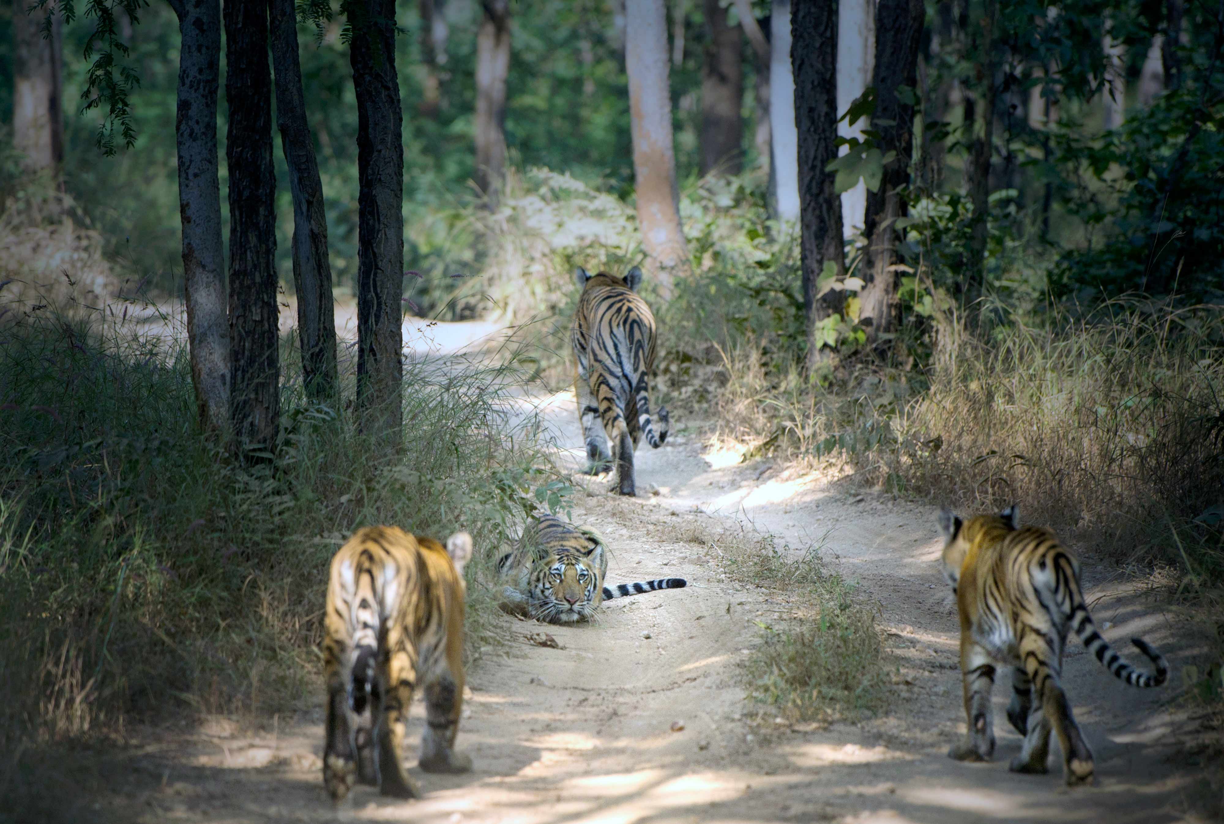 Road BLOCK | Pench Khursapar Maharashtra.
