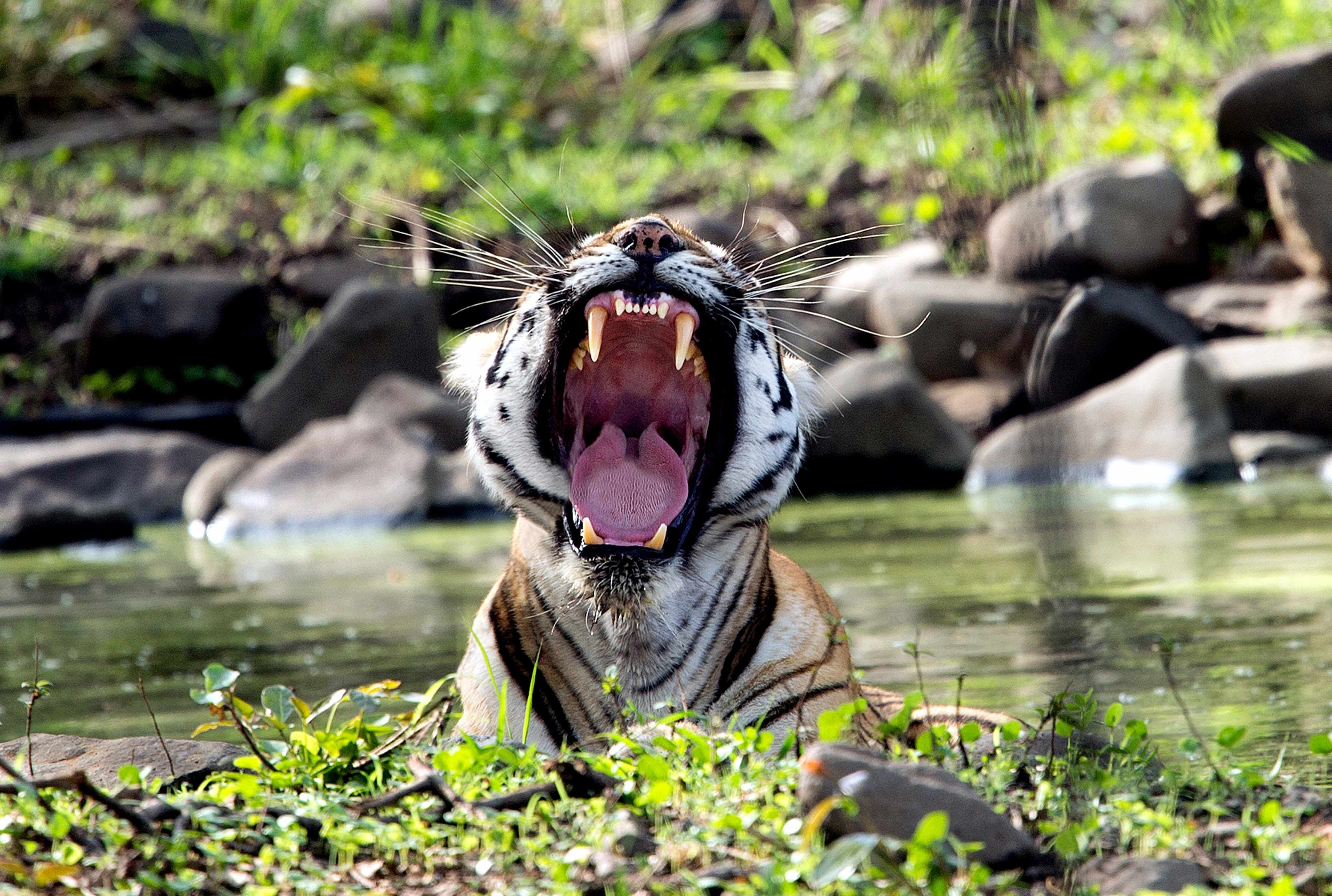 Yawn of Katrina tigress | Bordharan.