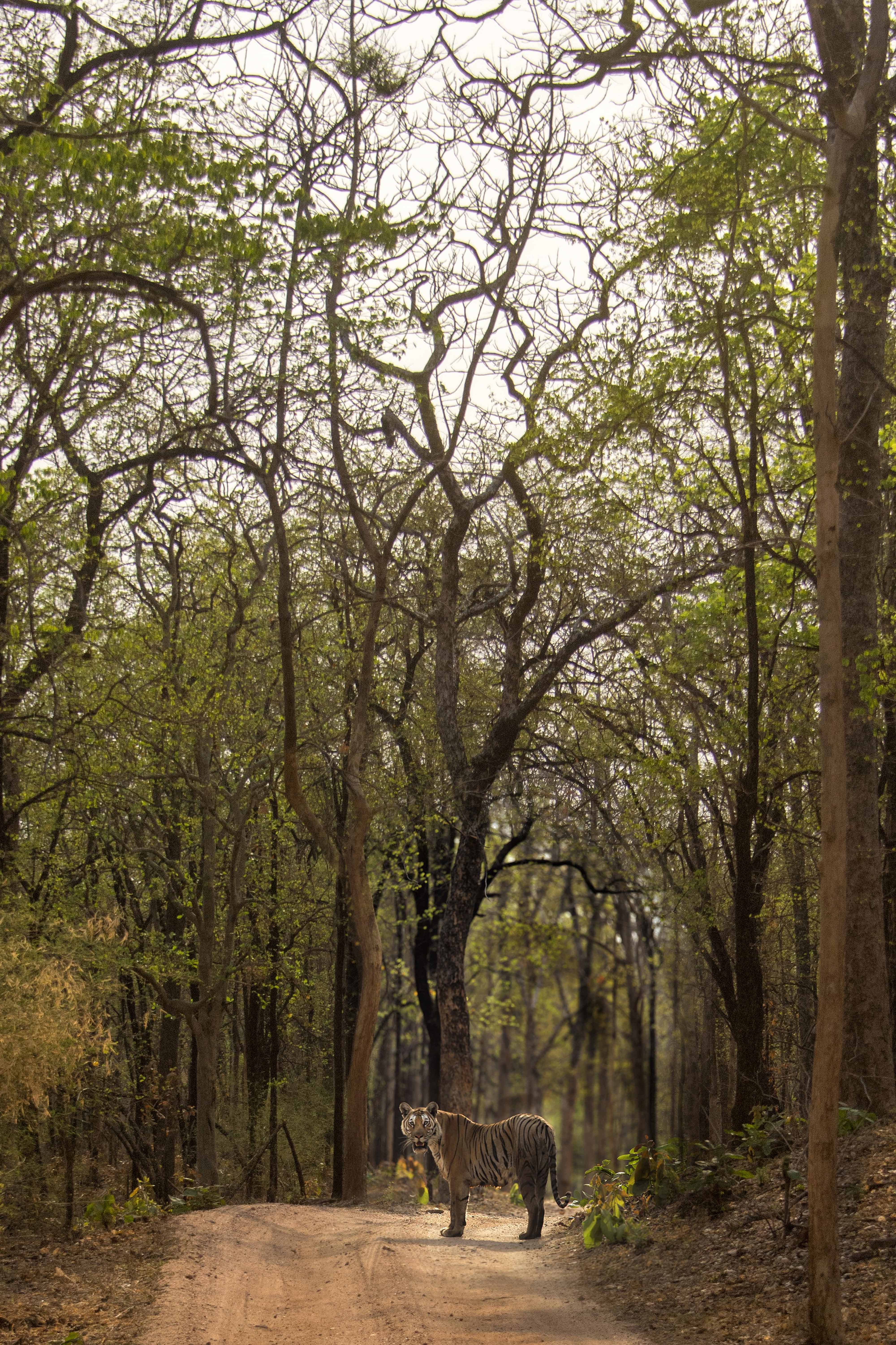 Spotted Bindu Tigress | Khursapar Pench.